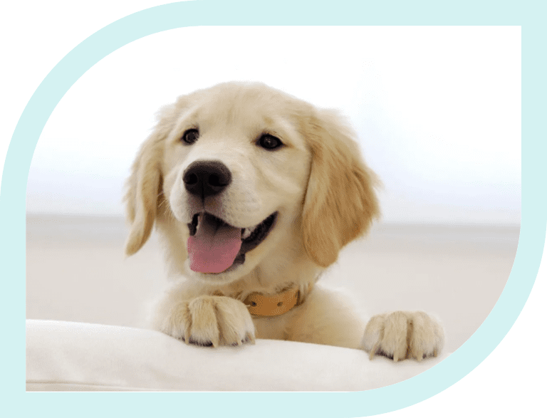 Happy golden retriever puppy smiling with paws up.