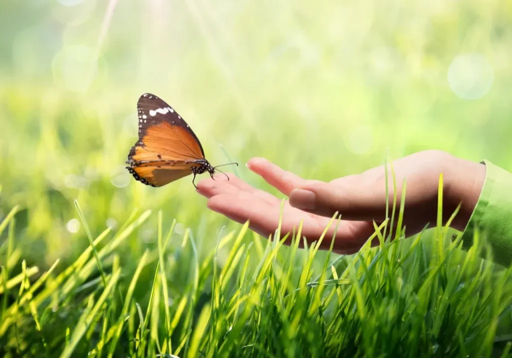A delicate butterfly lands gently on an outstretched hand in the sunlight.